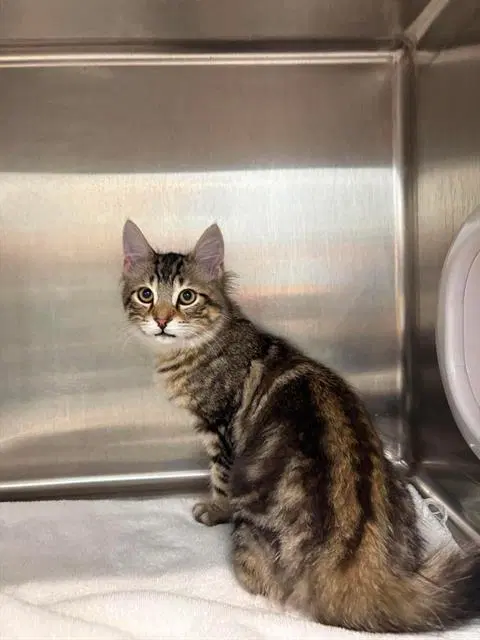 Potato Chip - Domestic Short Hair