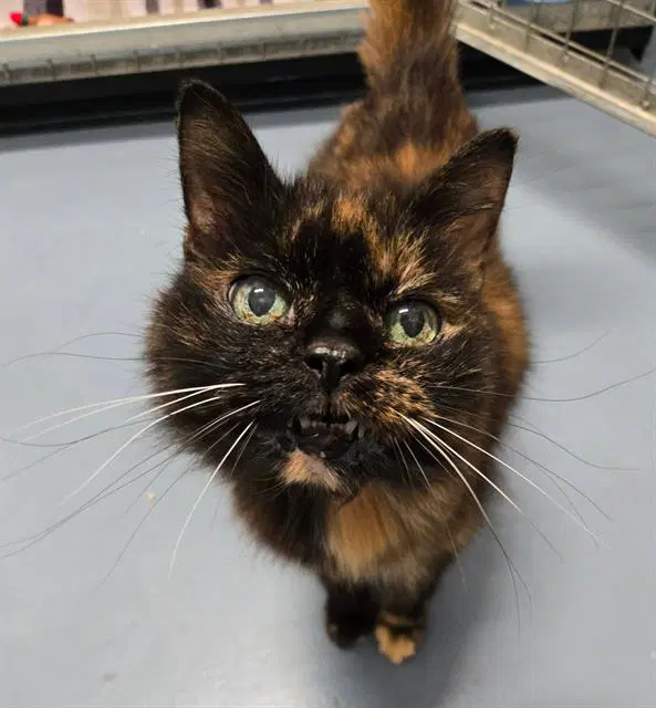 Fleonia - Domestic Medium Hair