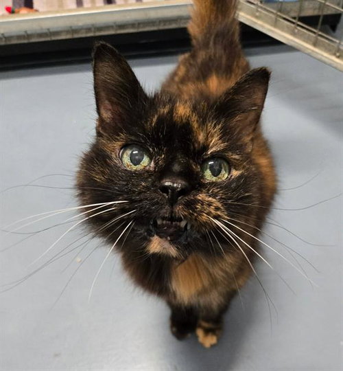 FLEONIA, a cat for adoption from London Animal Care Centre