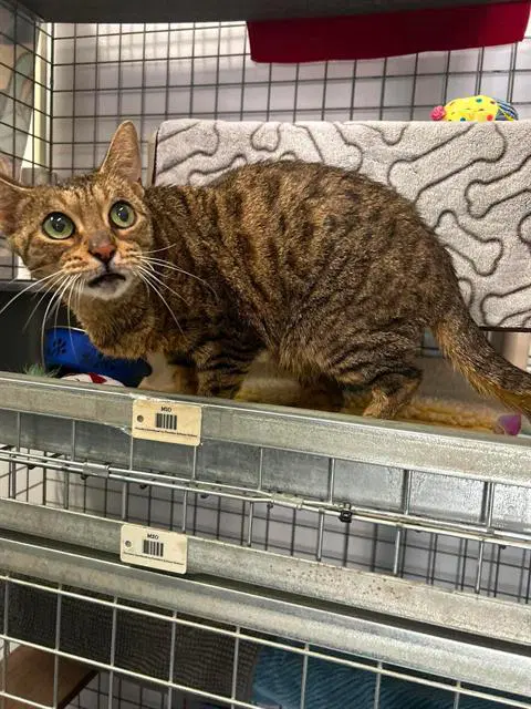Penny - Domestic Short Hair