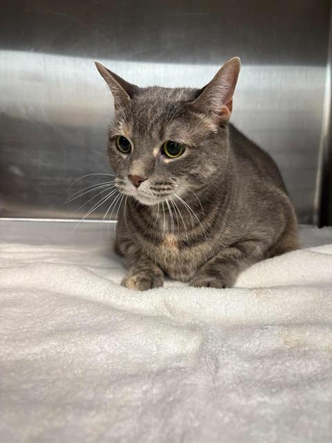 BEECH, a cat for adoption from London Animal Care Centre