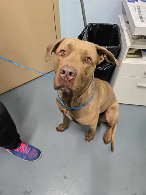 Davey - Cane Corso Mastiff