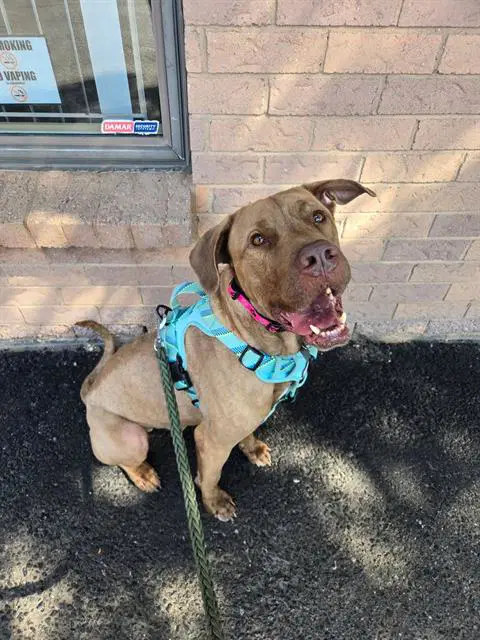 Davey - Cane Corso Mastiff