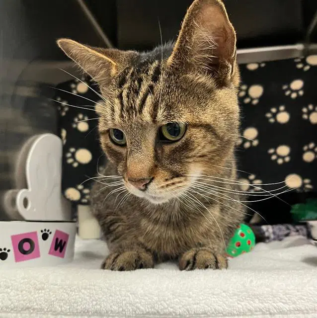 Thomas - Domestic Short Hair