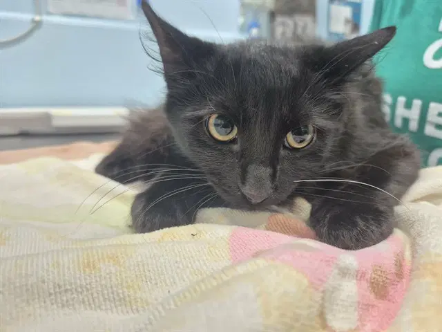 Morticia - Domestic Medium Hair
