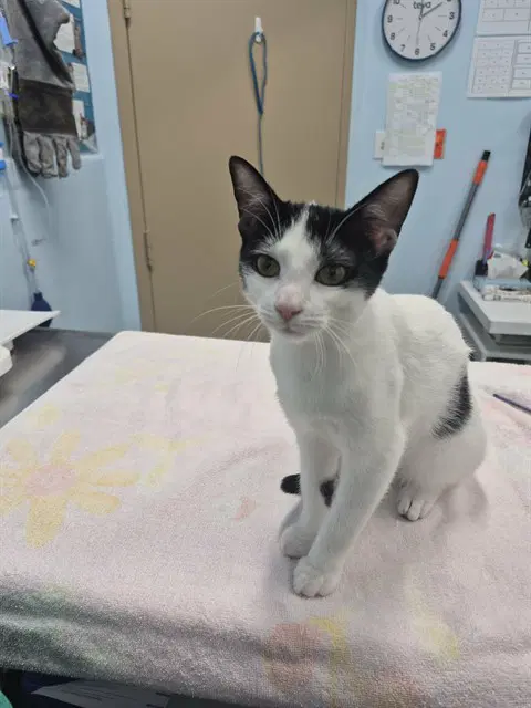 Honeycomb - Domestic Short Hair