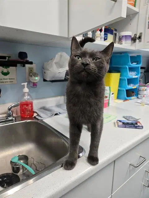 Chelsea - Domestic Short Hair