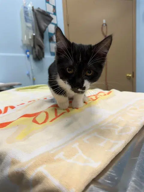 Bonito - Domestic Short Hair