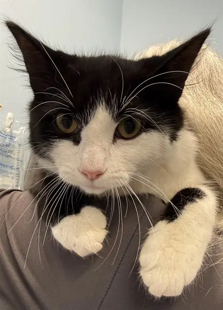 Nissan - Domestic Short Hair