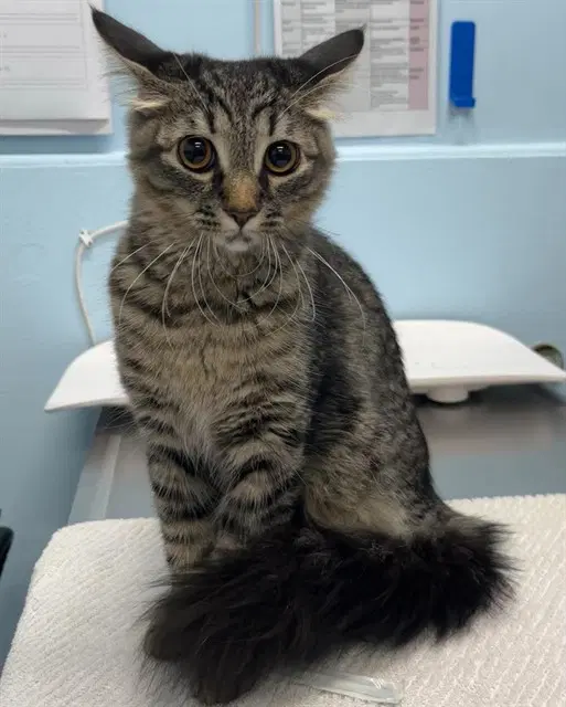 Valley - Domestic Medium Hair