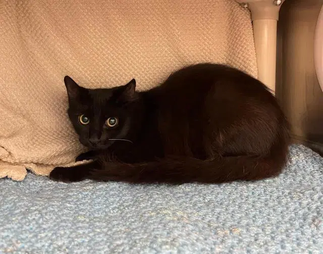 Morticia - Domestic Medium Hair