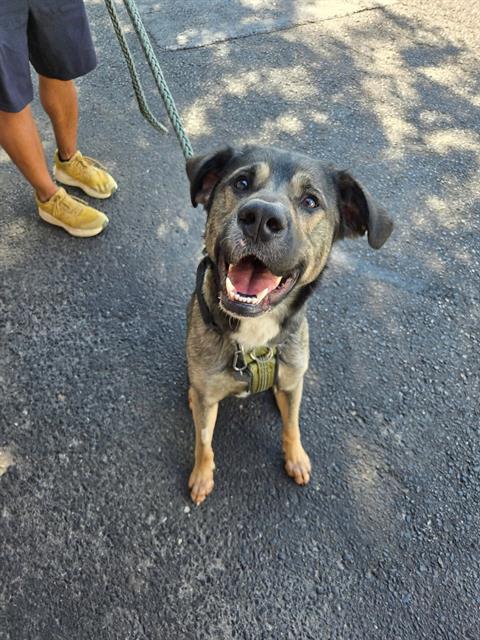 SLINKY, a dog for adoption from London Animal Care Centre