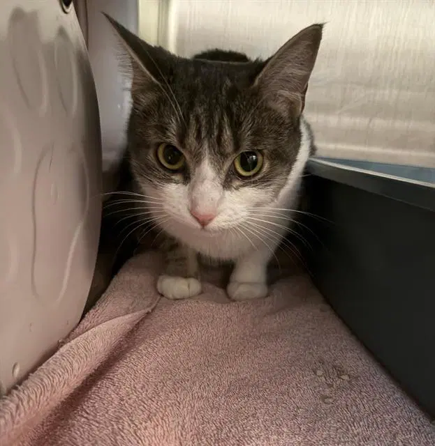 Sam - Domestic Short Hair