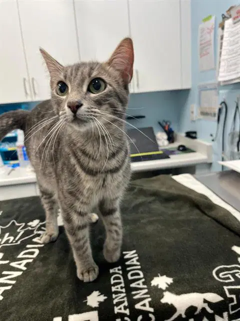 Diana - Domestic Short Hair
