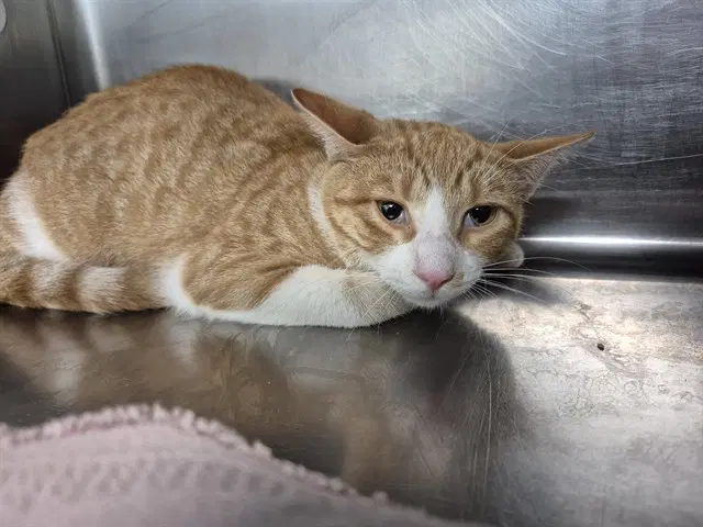 Gleeson - Domestic Short Hair