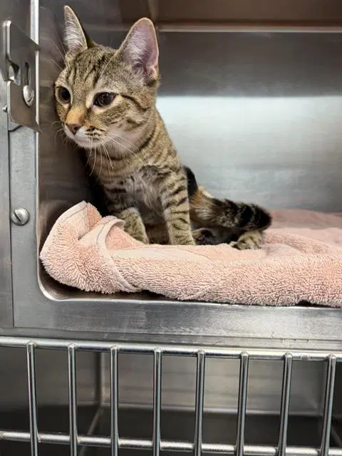 Terra - Domestic Short Hair