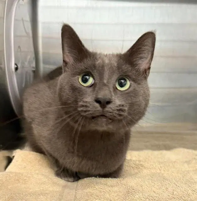 Presto - Domestic Short Hair