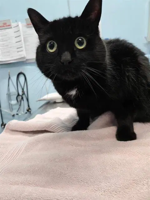 Bellisima - Domestic Short Hair