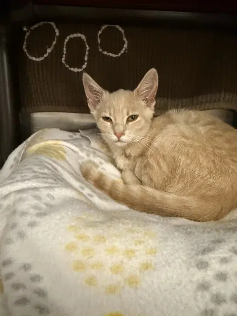 Hobbes - Domestic Short Hair