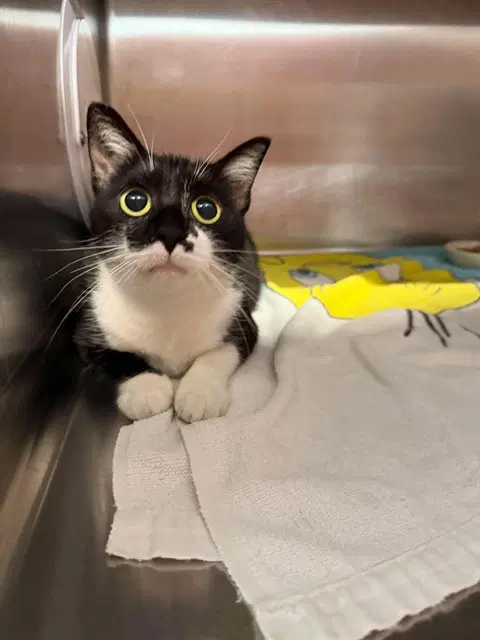 Jorie - Domestic Short Hair