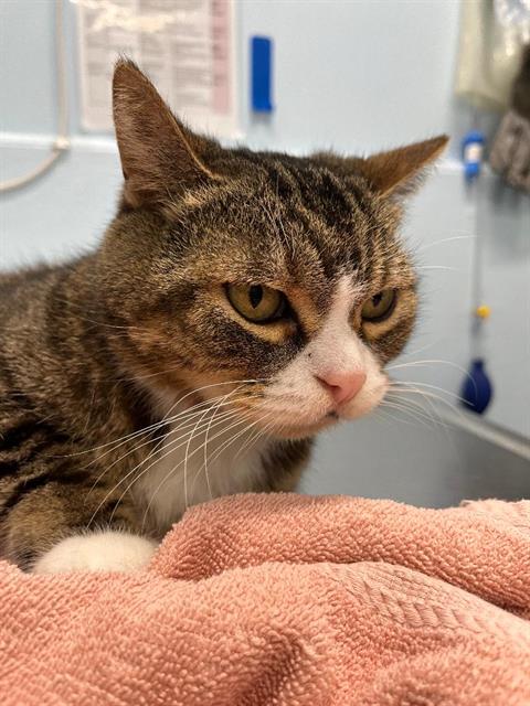 RACHEL, a cat for adoption from London Animal Care Centre