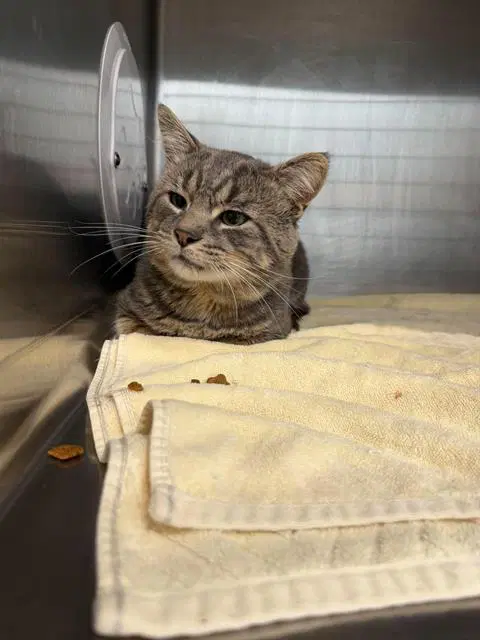 Modok - Domestic Short Hair