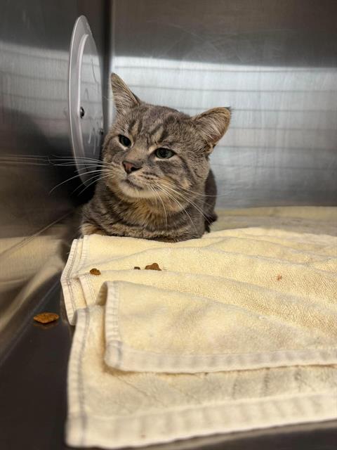 MODOK, a cat for adoption from London Animal Care Centre
