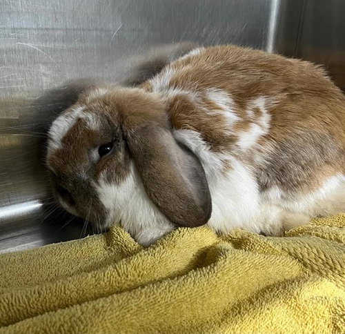 PIERRE, a rabbit for adoption from London Animal Care Centre