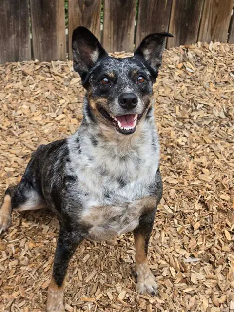 Starz - Australian Cattle Dog/Blue Heeler