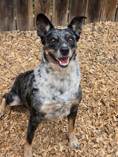 STARZ, a dog for adoption from London Animal Care Centre