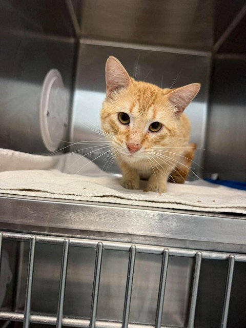KRAFT, a cat for adoption from London Animal Care Centre