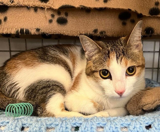 Athena, Domestic Short Hair