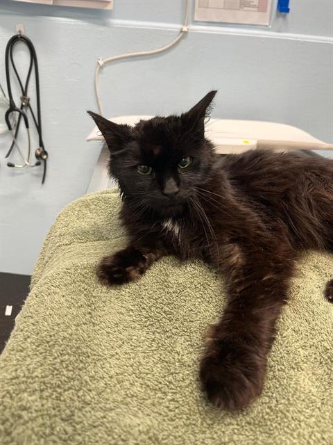 Roberto, Domestic Medium Hair