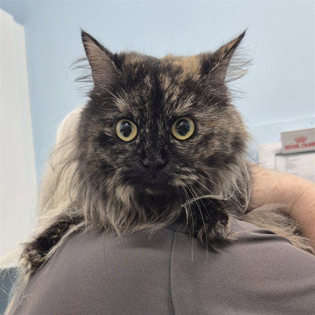 Hoot, Domestic Long Hair
