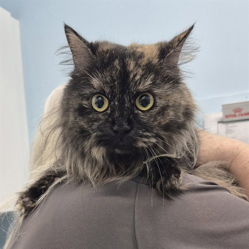 HOOT, a cat for adoption from London Animal Care Centre