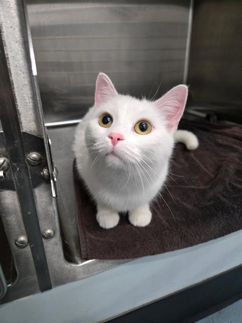 YUREI, a cat for adoption from London Animal Care Centre