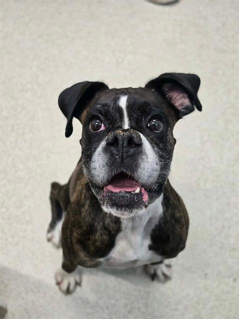 TINKER, a dog for adoption from London Animal Care Centre