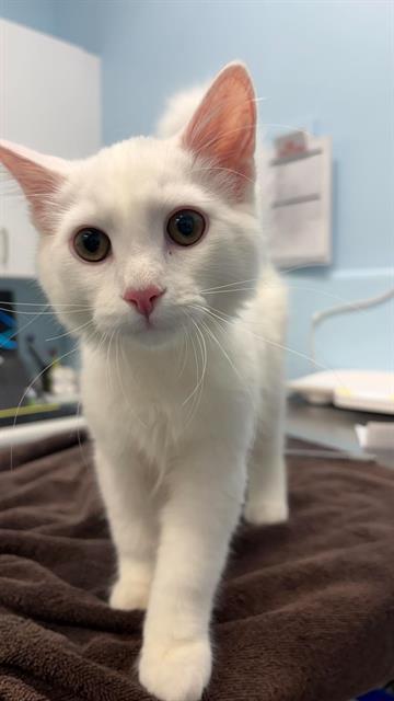 POWDER, a cat for adoption from London Animal Care Centre