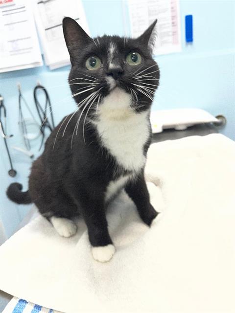 DORIE, a cat for adoption from London Animal Care Centre