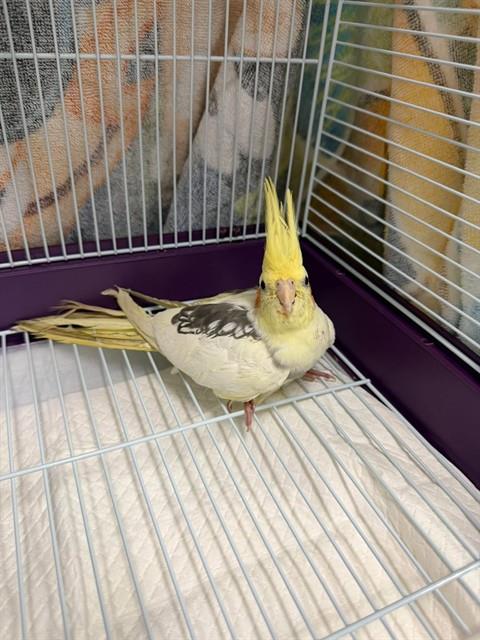YOYO, a cockatiel for adoption from London Animal Care Centre