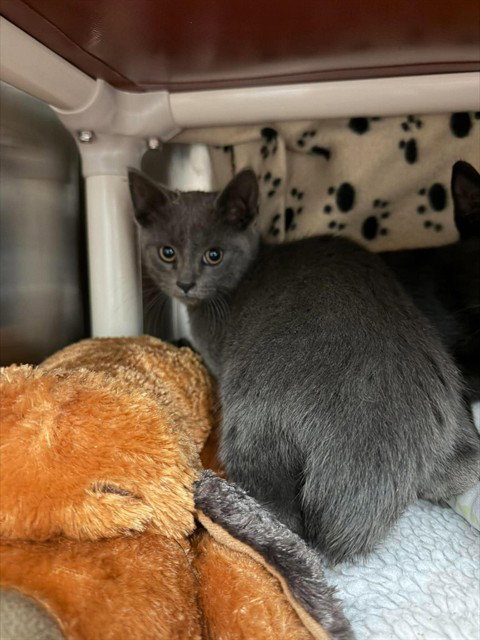 GHOST, a cat for adoption from London Animal Care Centre