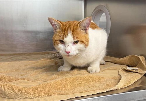 ZEPHYR, a cat for adoption from London Animal Care Centre
