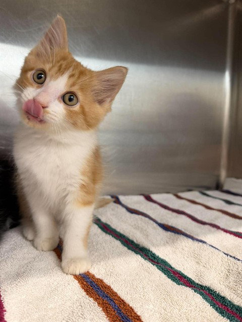 DIPPER, a cat for adoption from London Animal Care Centre