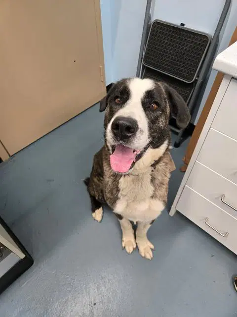 Houston - Saint Bernard