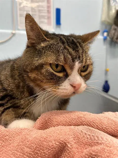 Rachel - Domestic Short Hair