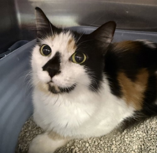 LIBBY, a cat for adoption from London Animal Care Centre