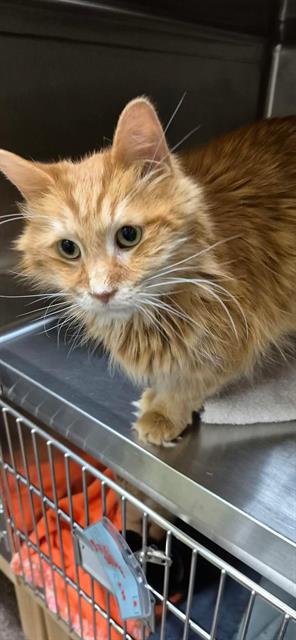 GARFIELD, a cat for adoption from London Animal Care Centre
