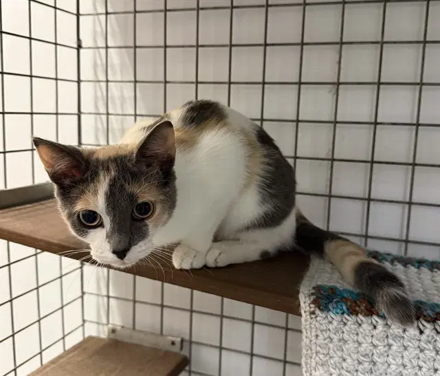 Eva - Domestic Short Hair