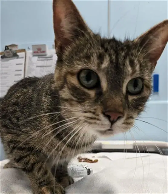 Halo - Domestic Short Hair