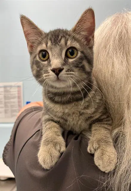 Kiri - Domestic Short Hair